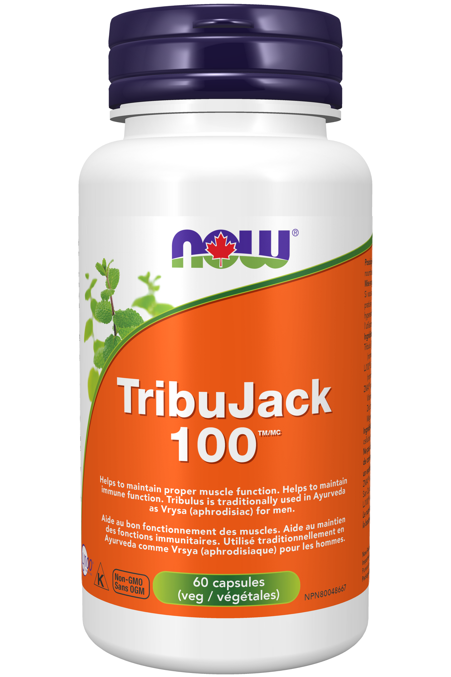 NOW - TribuJack 100