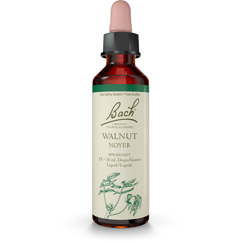 Bach - Walnut